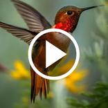 Bird Video Wallpapers