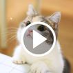 Cute Cat Video Wallpapers 圖標