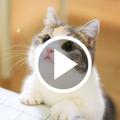 Cute Cat Video Wallpapers