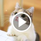 Cute Cat Video Wallpapers ikon