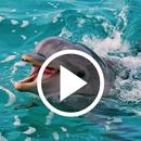 Dolphin Video Wallpapers APK