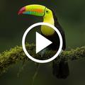 Animal Video Wallpaper