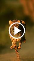 Animal Video Wallpaper Affiche