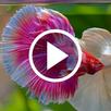 Betta Fish Video Wallpapers APK