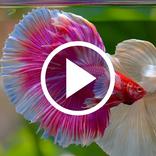 Betta Fish Video Wallpapers