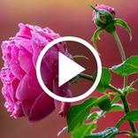 Flower Video Wallpaper