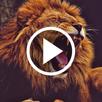 Lion Video Wallpaper APK