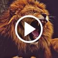 Lion Video Wallpaper