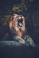 Lion Video Wallpaper screenshot 1
