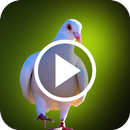 Pigeon Video Wallpapers APK