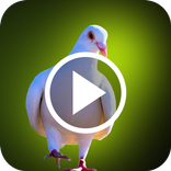 Pigeon Video Wallpapers