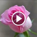 Rose Video Wallpaper APK