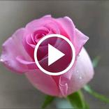 Rose Video Wallpaper