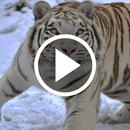 Tiger Video Wallpaper APK