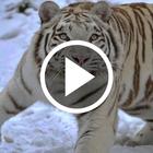 Tiger Video Wallpaper आइकन