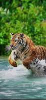 Tiger Video Wallpaper स्क्रीनशॉट 3