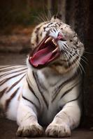 Tiger Video Wallpaper पोस्टर