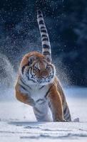 Tiger Video Wallpaper स्क्रीनशॉट 1