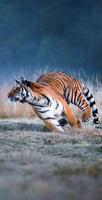 Tiger Video Wallpaper स्क्रीनशॉट 2