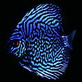 Discus fish care