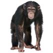 FindChimp