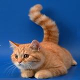 Game for Cat 图标