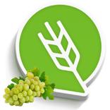 द्राक्ष लागवड #Agrownet™