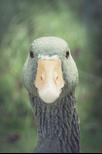 DuckClick APK