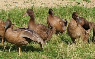 Poster Duck Meat