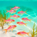 Fish life APK