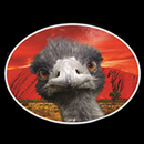 Emu Run Experience (Spanish) APK