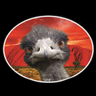 Emu Run Experience (Chinese) 圖標