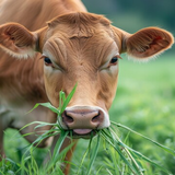 Icona Embouche Bovine