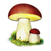 Atlas grzybów APK