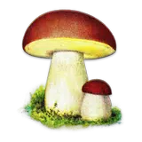 Atlas grzybów aplikacja