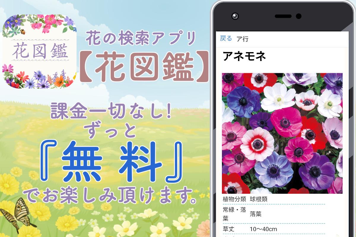 アプリ android 無料 の 名前 花