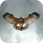 Eagle Live Wallpaper 图标