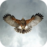 Icona Eagle Live Wallpaper
