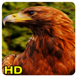 eagle wallpaper icon