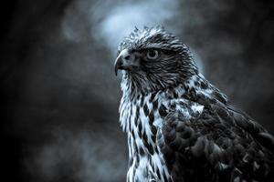 Eagle HD Wallpaper постер