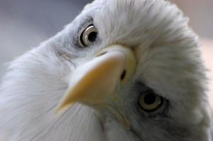 Eagle HD Wallpaper Ekran Görüntüsü 2