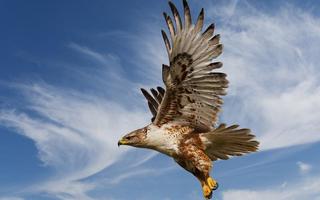 Eagle HD Wallpaper اسکرین شاٹ 3