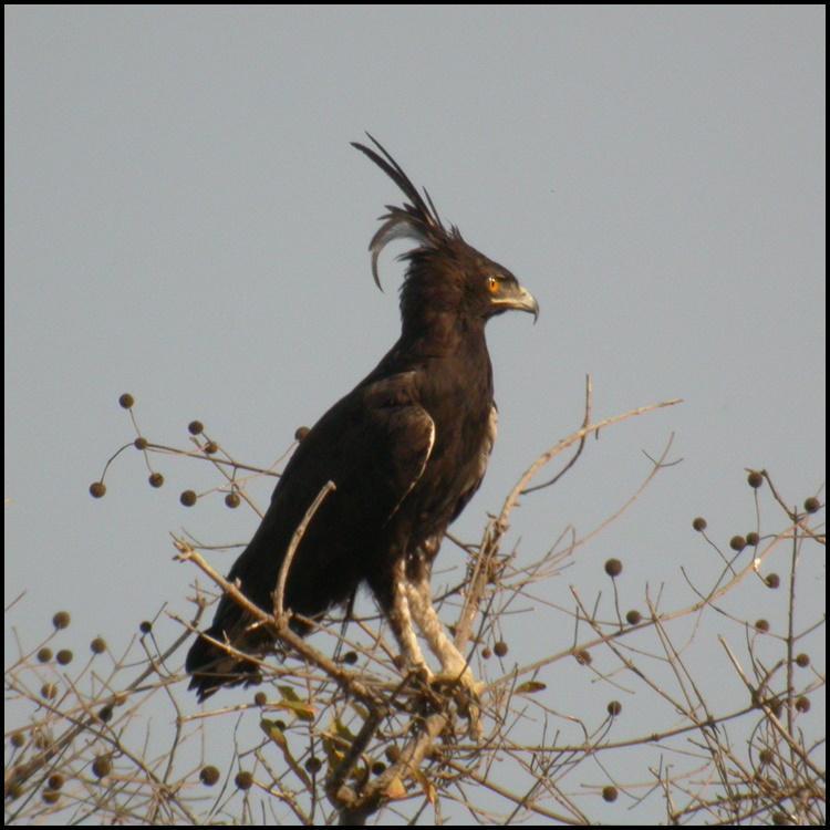 800 Wallpaper Black Eagle 800 Wallpaper Black Eagle