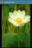 Aquatic Plants capture d'écran 3