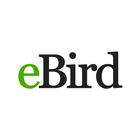 eBird icono