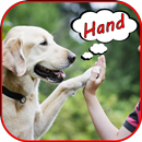Train your dogs. Canine care-APK