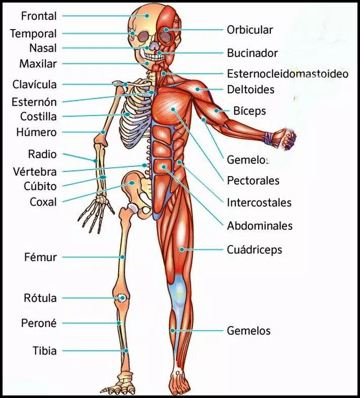 Aprende Anatomia Humana. El cuerpo humano APK voor Android Download