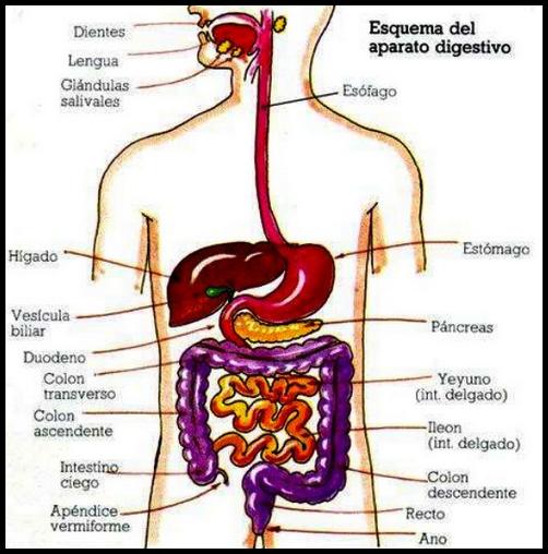 Learn Human Anatomy The Human Body For Android Apk Download