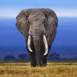 ”เสียงช้าง