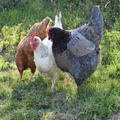 Élevage de poules pondeuses